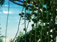 /album/photography/nesian-picture-3-copy-jpg/